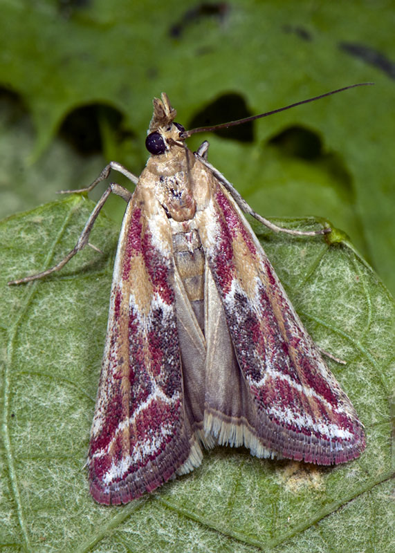 Ancylosis cinnamomella, Pyralidae